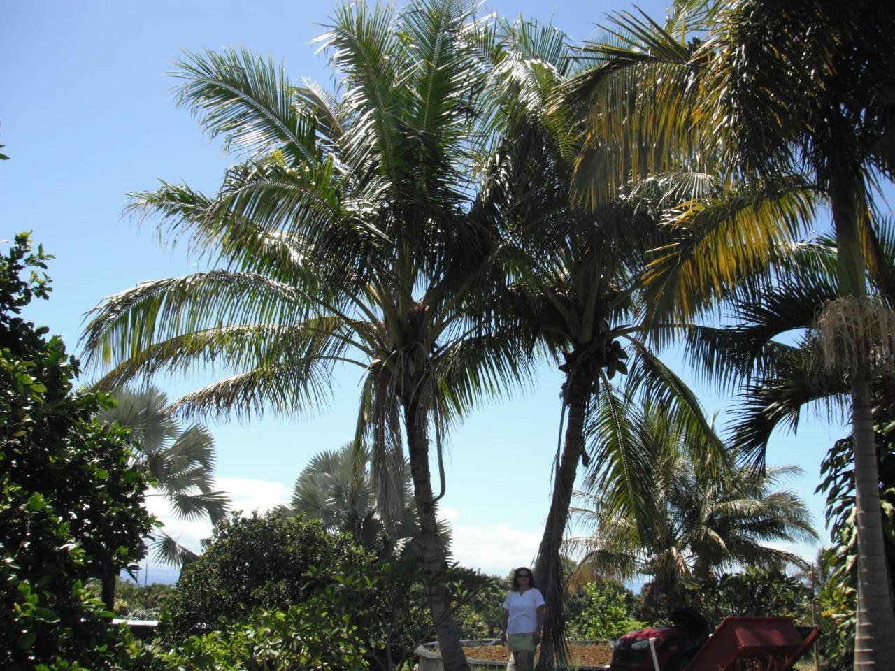 Island Goode'S - Luxury Adult Only Accommodation Near Hilo Papaikou Экстерьер фото
